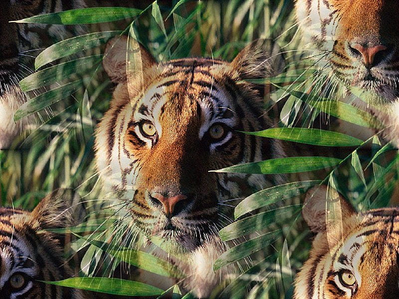 tiger face, 3d, gc, HD wallpaper