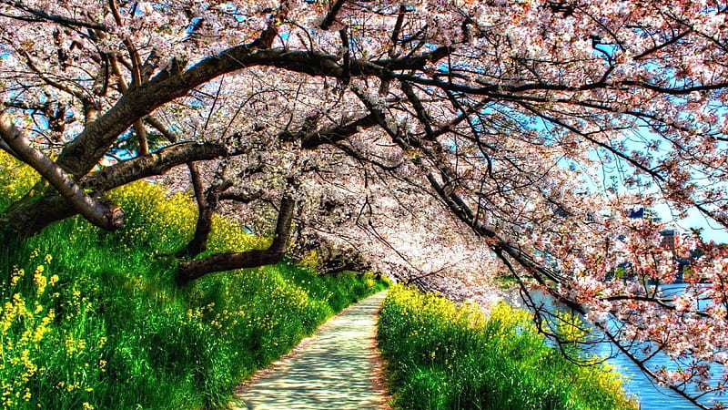 Path Between Green Grass Plants And Blossom Pink Flowers Trees Nature, HD wallpaper