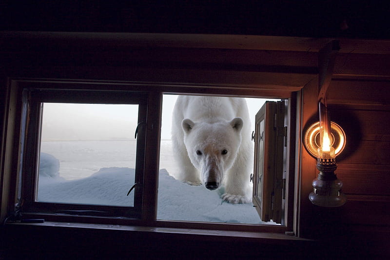 Visitor, bear, polar, window, white, HD wallpaper