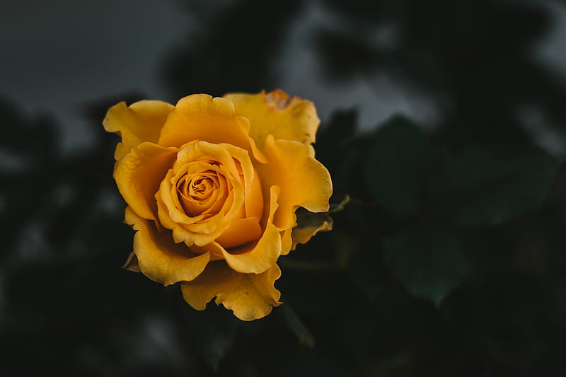 yellow rose in bloom close up, HD wallpaper