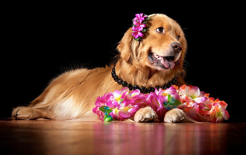 Aloha!, beeds, necklace, plumeria, black, animal, orchid, flower, beauty, pink, dog, HD wallpaper