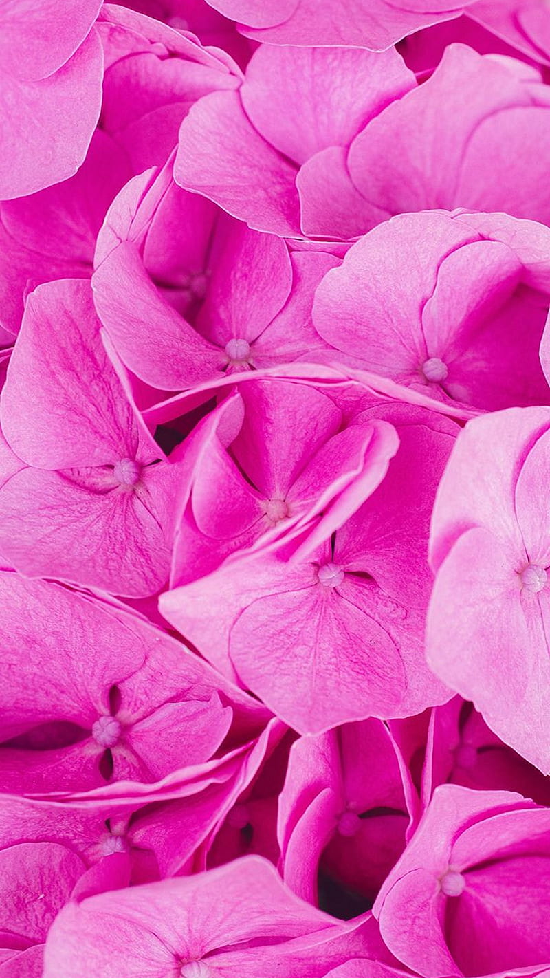 Flower, pink, simple, color, HD phone wallpaper | Peakpx