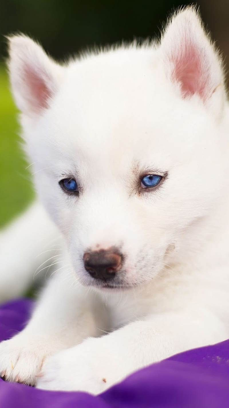 Pure White Wolf Pup