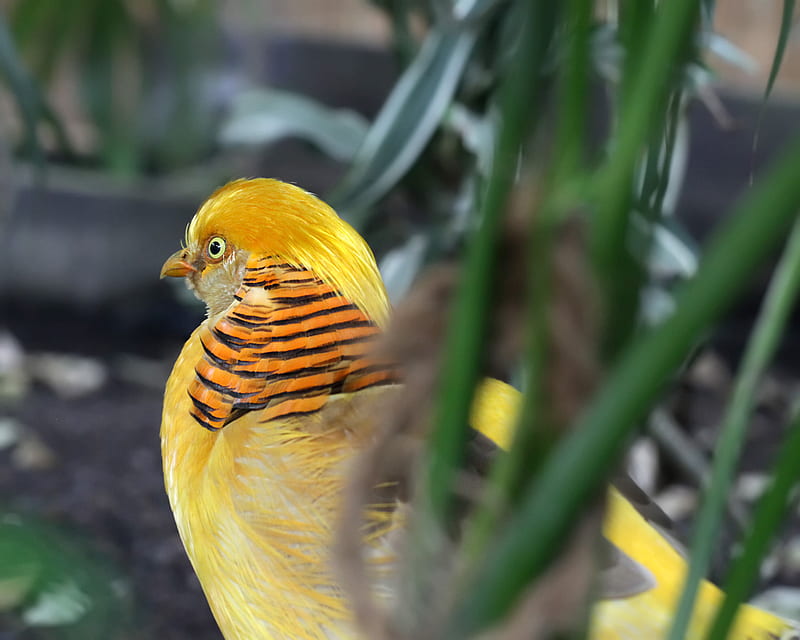 Golden Pheasant, yellow, nature, gold, bird, HD wallpaper