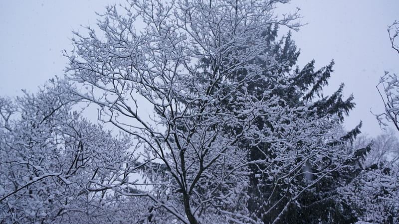 Midnight White, snowy trees, snow, winter storm, snowstorm, wintery scene, HD wallpaper