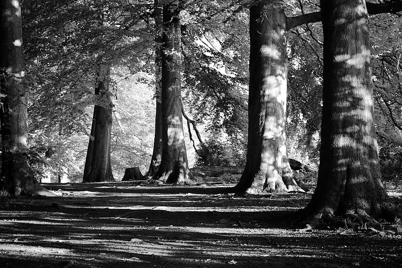 Grayscale of trees and plants, HD wallpaper | Peakpx