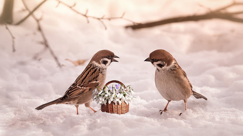 Flower Basket Between Two Brown White Birds On Snow Animals, HD wallpaper