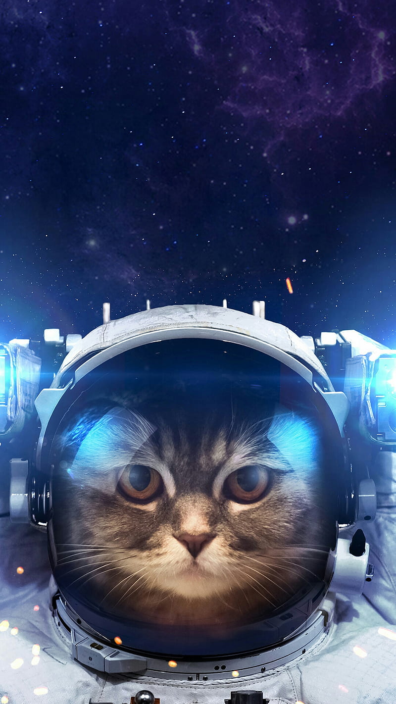 space cats wallpaper camo
