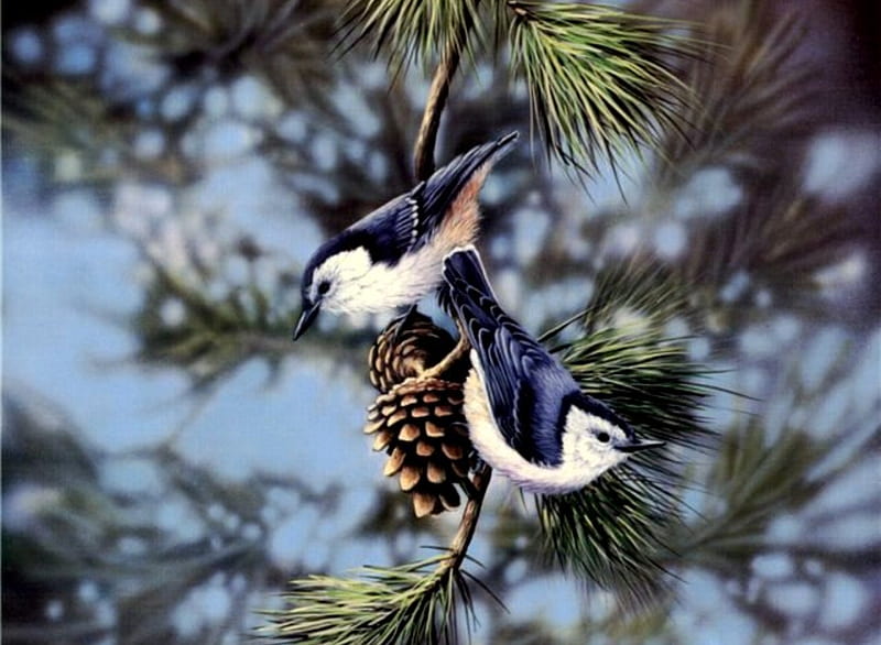 Pine Perch, blue jays, bluebirds, snow, birds, pine cone, pine tree, winter, HD wallpaper