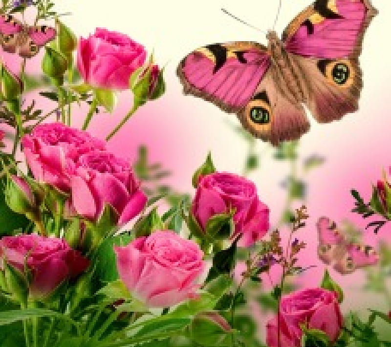 Flowers & Butterflies, blossom, flowers, butterflies, roses, pink, HD ...