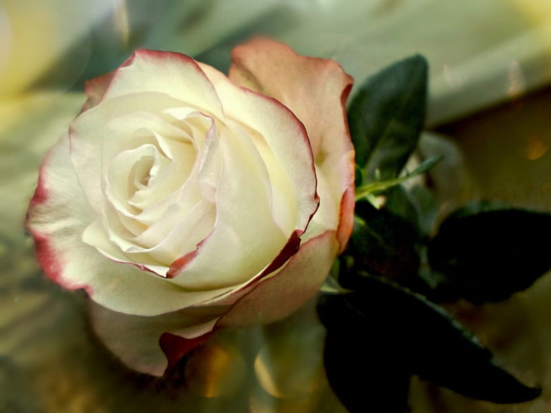 Beautiful rose, flower, petals, rose, Bud, HD wallpaper | Peakpx