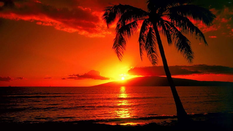 Tropical Sunset, beach, sun, water, palm, reflection, sea, HD wallpaper