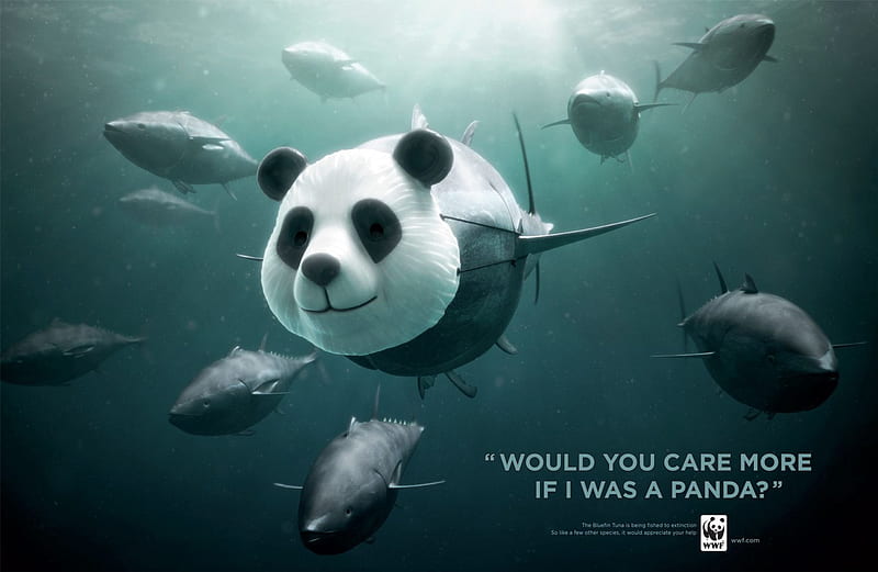 Help Save Blue Fin Tuna, conservation, fish, animals, ocean, HD wallpaper