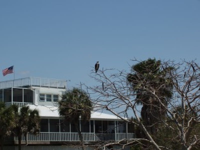 Osprey on the beach, beach, florida, nature, osprey, HD wallpaper