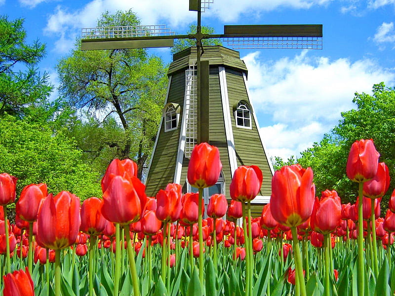 Holland landscape, red, pretty, windmill, grass, mill, bonito, fragrance, clouds, nice, Holland, flowers, tulips, lovely, fresh, wind, greenery, scent, trees, freshness, summer, nature, landscape, HD wallpaper