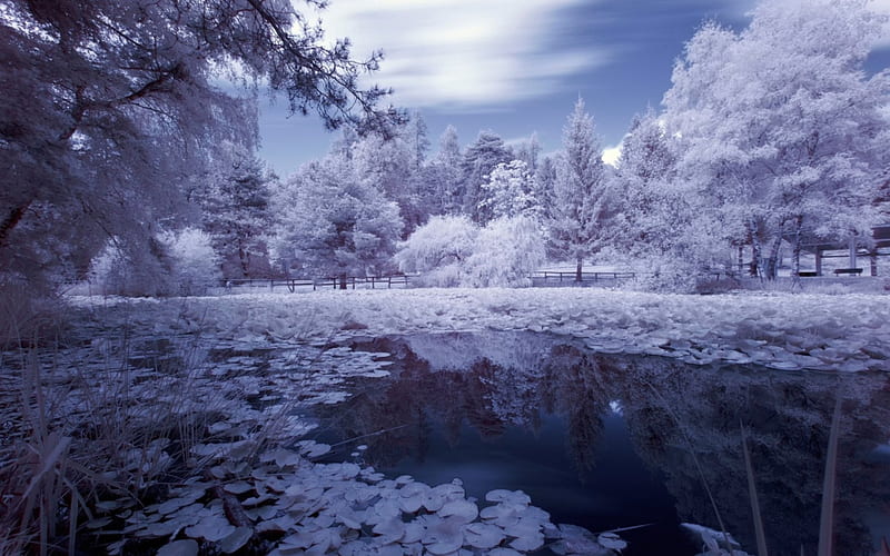 frozen pond, pond, leaves, trees, frozen, HD wallpaper