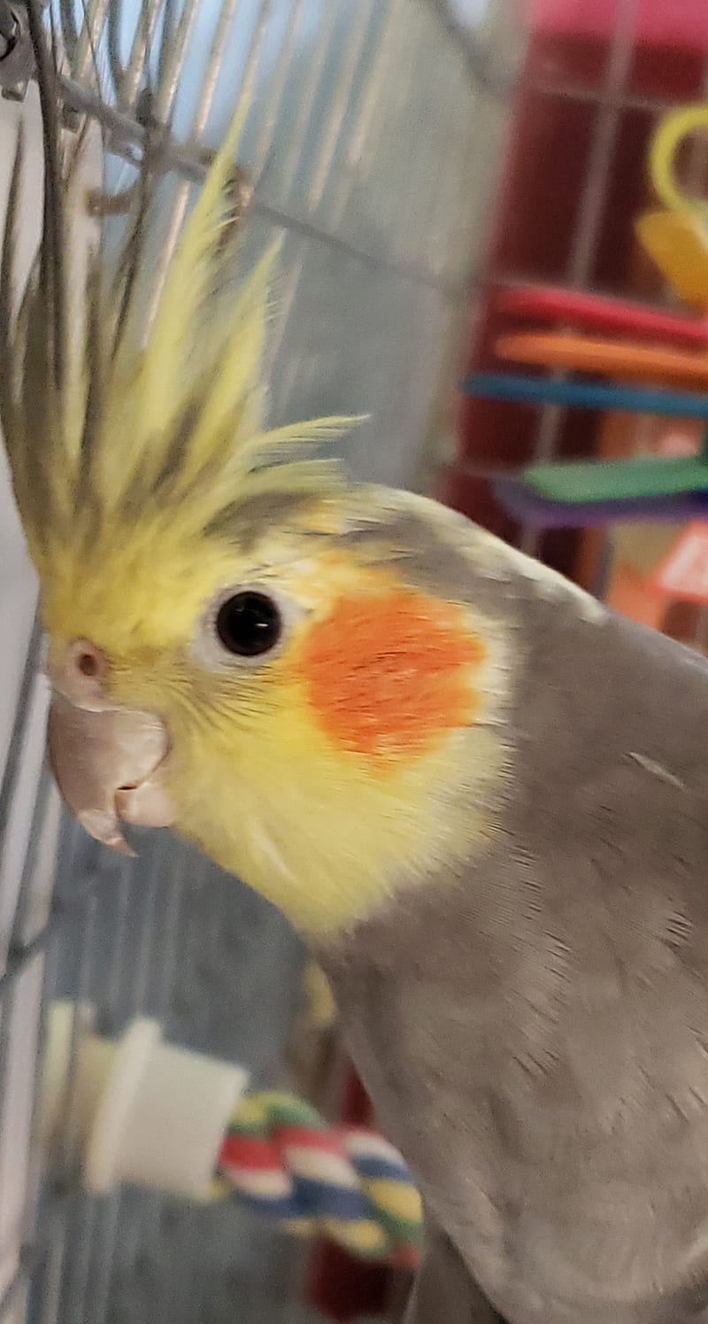 Cockatiel bird male, feathers, gris, orange cheek, yellow crest, HD phone wallpaper