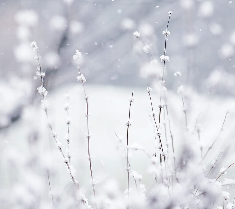 Winter Wonderland, bokeh, cold, flowers, ice, macro, plants, snow, HD wallpaper