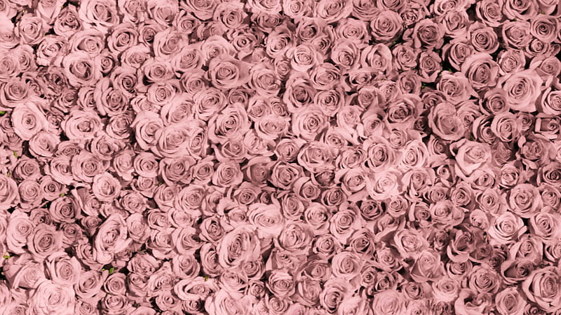 Bunch Of Peach Rose Flowers Flowers, HD wallpaper