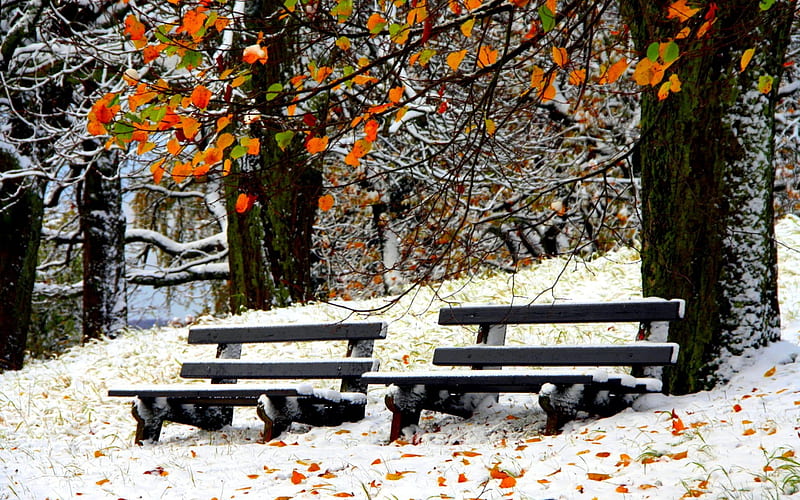 THE FIRST SNOW, autumn, snow, winter, benches, HD wallpaper