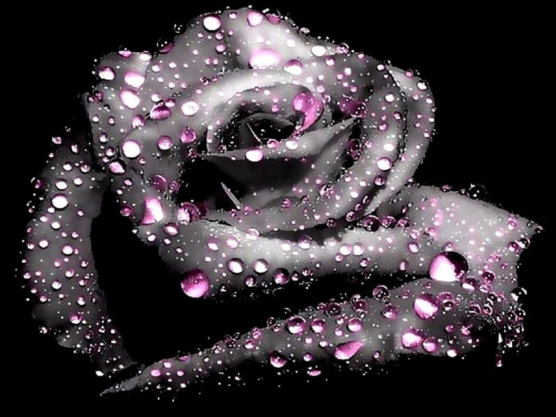 Raindrop On A Rose, on, raindrop, a, rose, HD wallpaper
