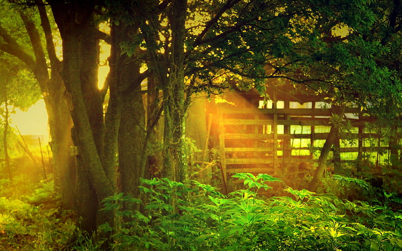 sunlight through trees-Beautiful natural scenery, HD wallpaper