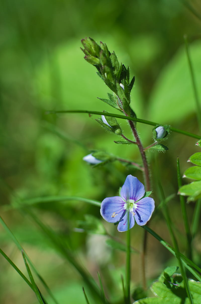 flower, petals, blue, grass, HD phone wallpaper