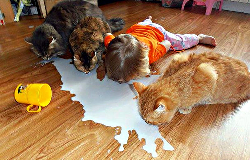 Baby cat drinking clearance milk