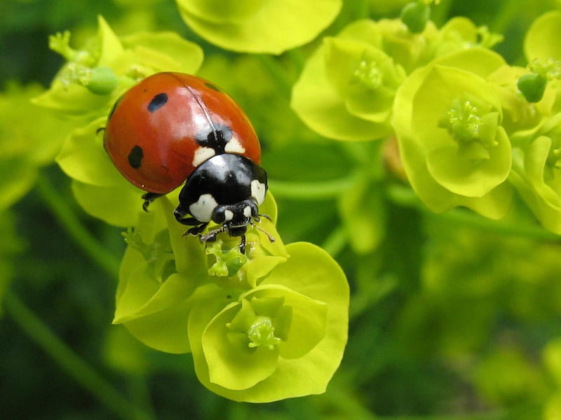 Sign of spring, red, black, yellow, sign, dot, ladybug, green, symbol, flower, insect, nature, HD wallpaper