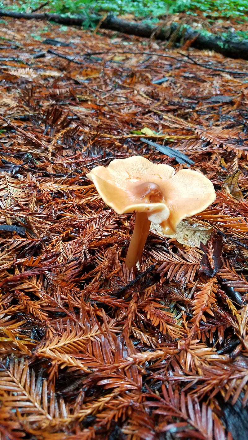 Wavy Shroom, mushroom, nature, plants, woods, HD phone wallpaper | Peakpx