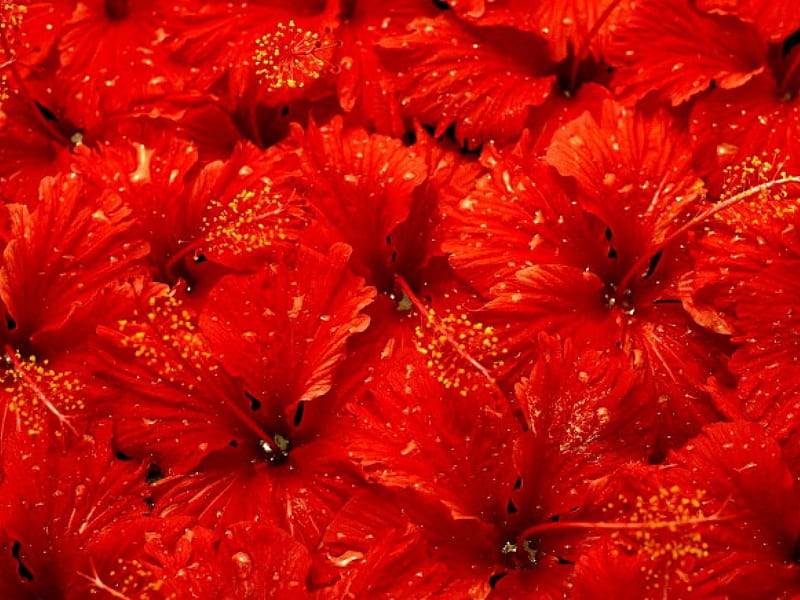 Flores de hibisco, flores rojas, collage, tropical, hibisco, Fondo de  pantalla HD | Peakpx