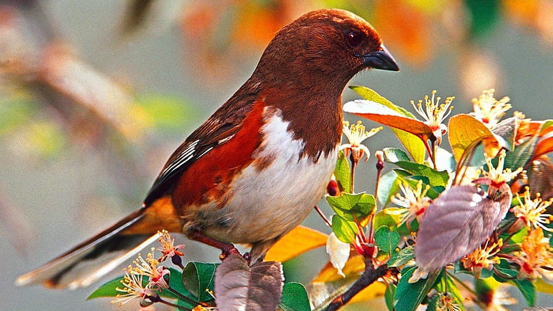 Brown White Red Bird Is Sitting On Leaf Birds, HD wallpaper
