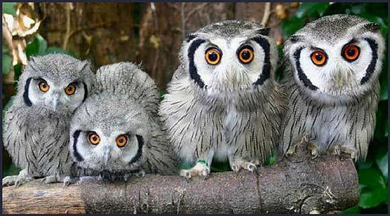 FOUR BEAUTIFUL OWLS, OWLS, FOUR, PRETTY, LITTLE, HD wallpaper