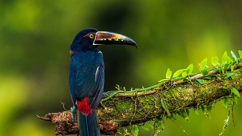 Black Red Sharp Beak Bird Is Standing On Algae Covered Tree Branch In Green Background Birds, HD wallpaper