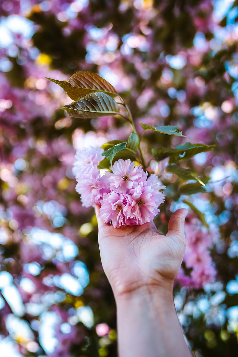flowers, hand, branch, pink, plant, HD phone wallpaper