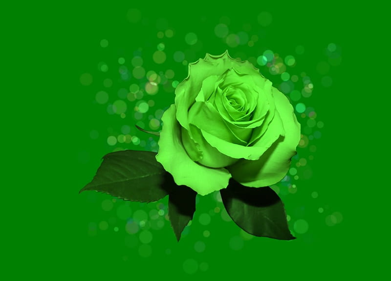 Green Rose With Water Droplets On It Background Beautiful Green Rose Flower  Hd Photography Photo Flower Background Image And Wallpaper for Free  Download