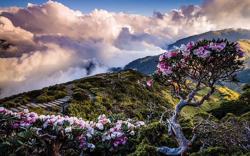 mountain flowers, rhododendrons, morning, sunrise, tree with pink flowers, mountain range, mountains above the clouds, highlands, Taiwan, Asia, HD wallpaper