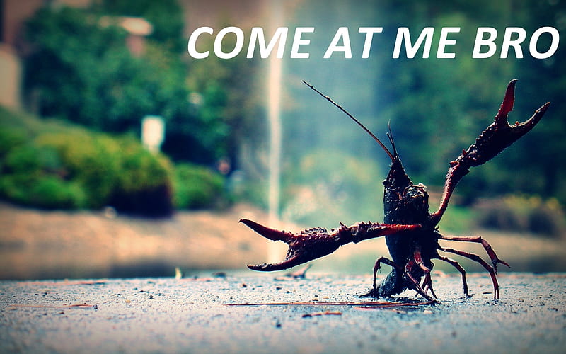 COME AT ME BRO, come at me, crustacean, attitude, bro, HD wallpaper