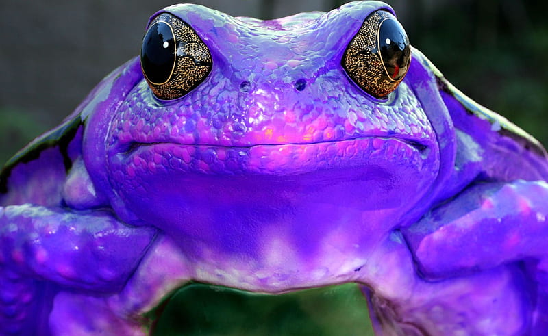 Purple Frog, frog, color, abstract, purple, art, HD wallpaper