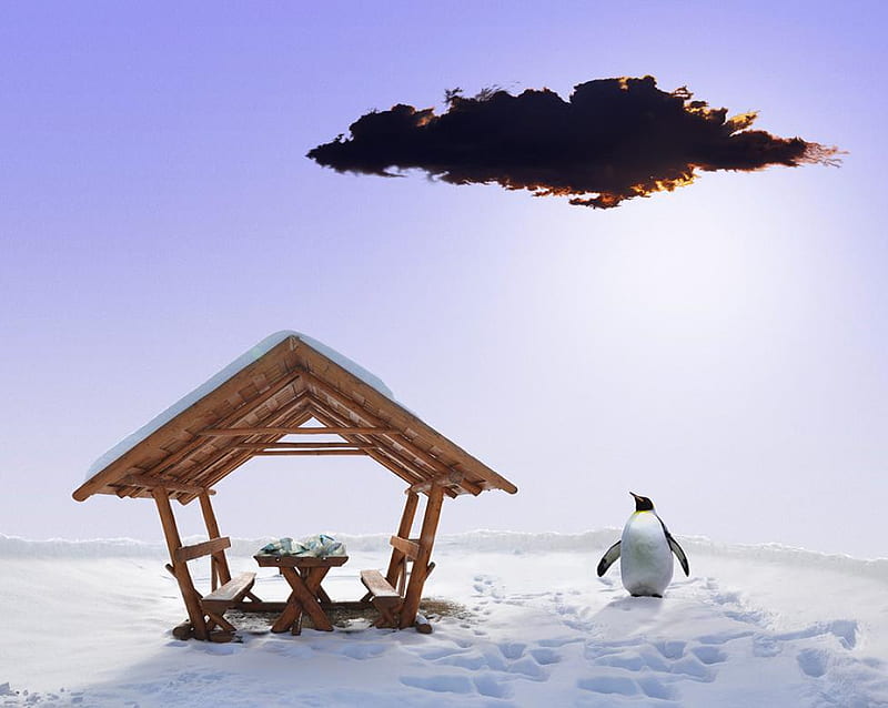 Blind date, cottage, penguin, funny animals, sky, clouds, animal, cute, nice, cool, snow, HD wallpaper