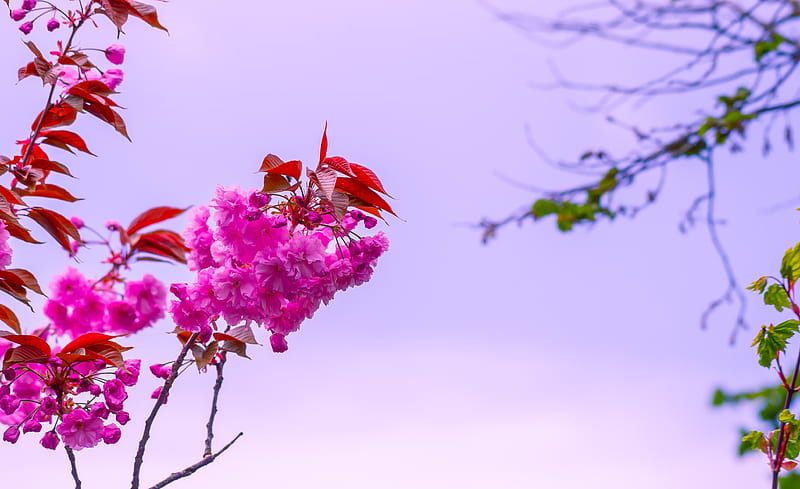flower, pink, branch, bloom, macro, bush, sky, HD wallpaper