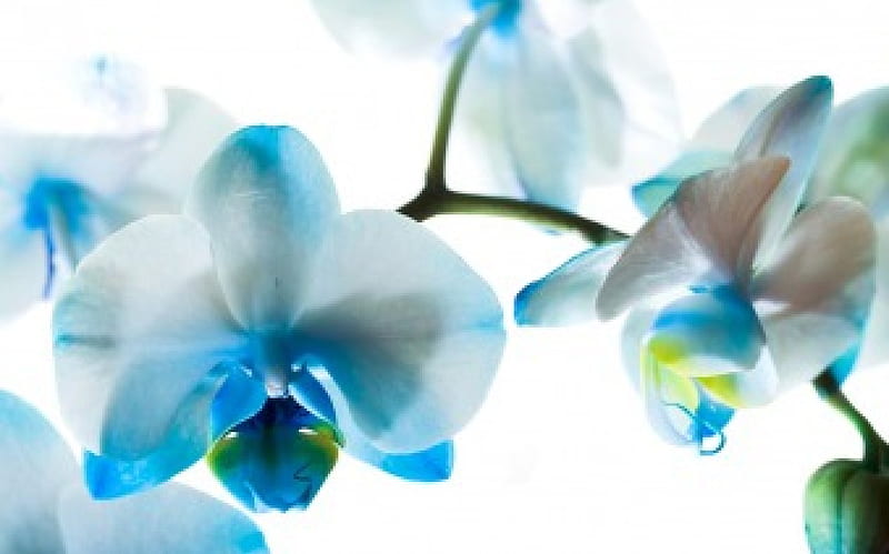 Blue Phalaenopsis for sweet Anne (Talana), orchids, flower, beauty, nature, white, phalaenopsis, blue, HD wallpaper