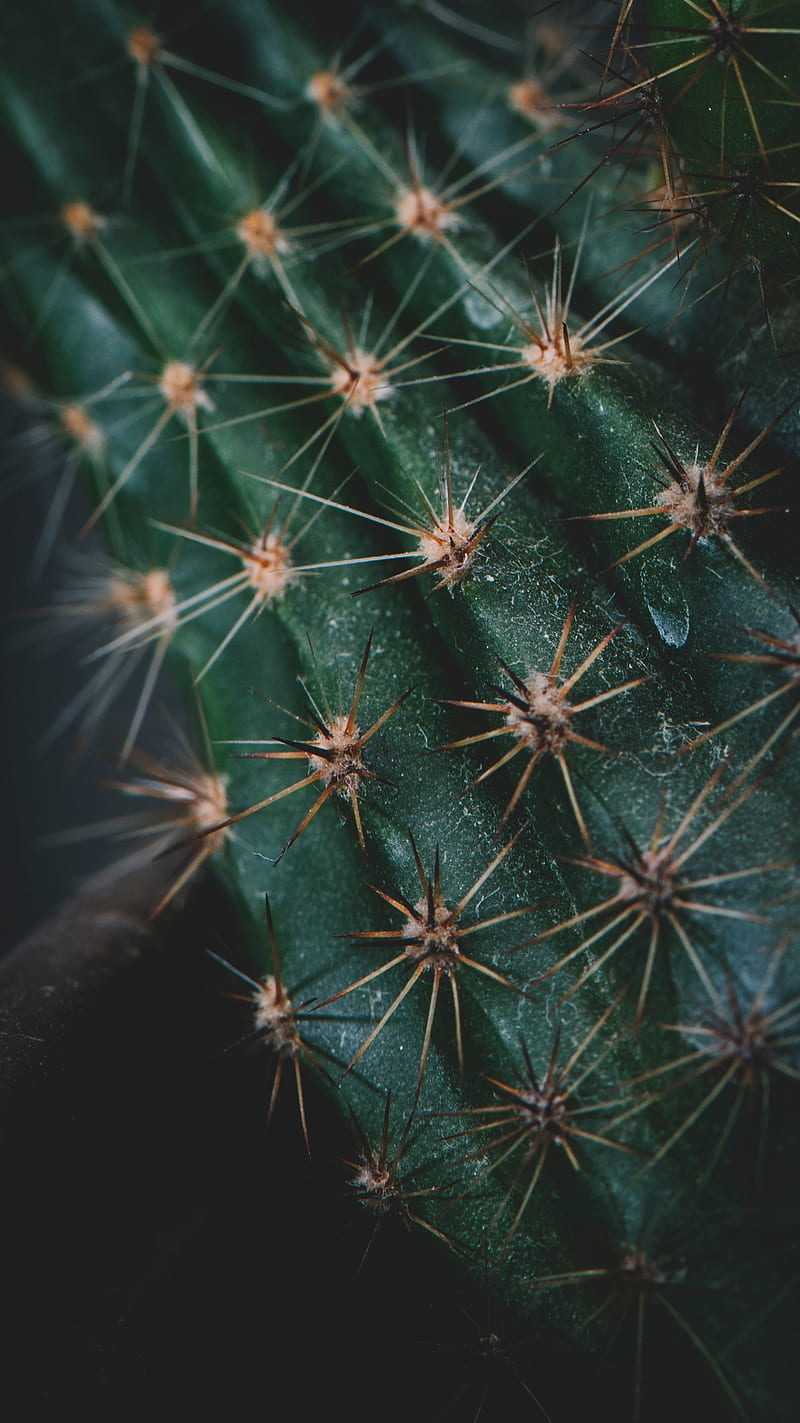 cactus, spines, needles, macro, HD phone wallpaper
