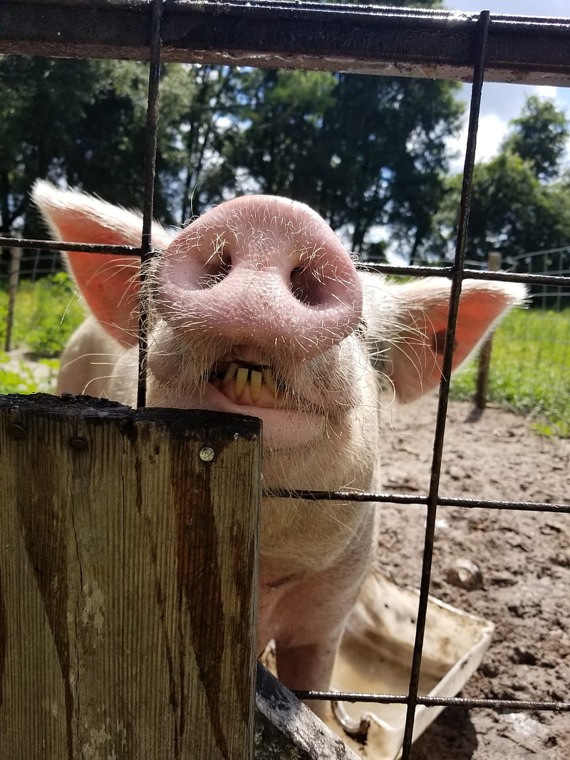 Belle, bacon, hog, pig, HD phone wallpaper