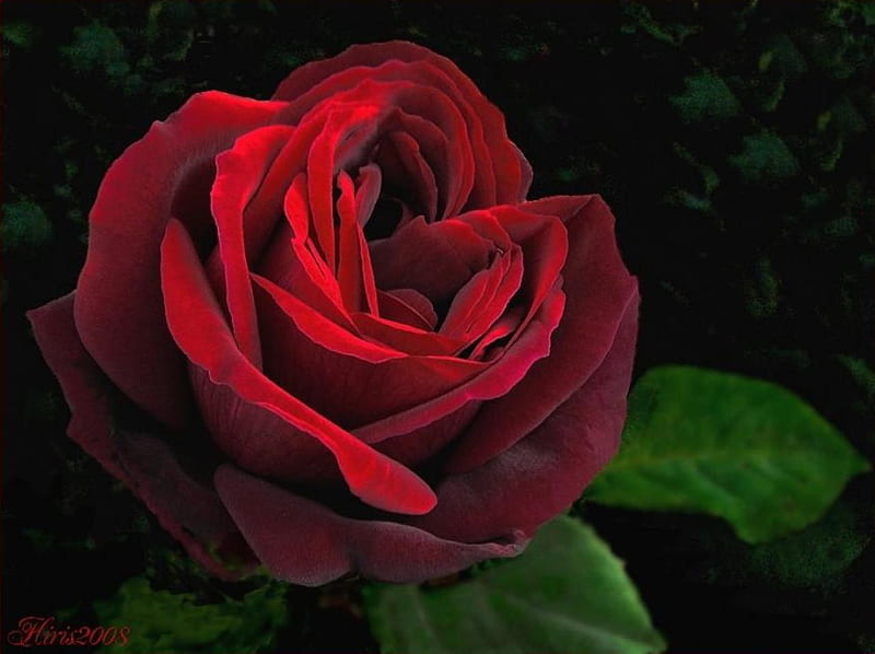 Red velvet, rose, soft, delicate, red rose, leaves, tenderness, flower, beauty, petals, HD wallpaper