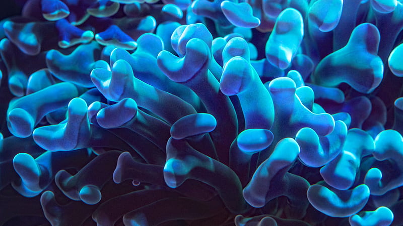 Blue Coral Underwater Beautiful, HD wallpaper
