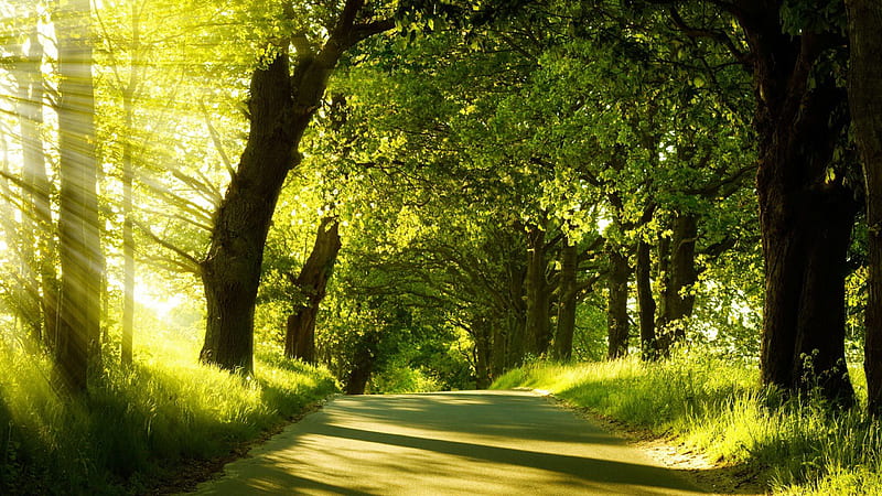 Sunrays Through Trees And Path Between Green Trees With Reflection Nature, HD wallpaper