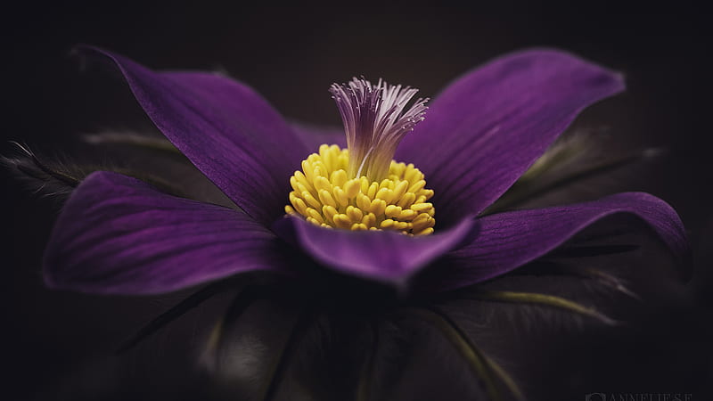 Closeup View Of Purple Pulsatilla Yellow Filament Flower In Black Background Flowers, HD wallpaper