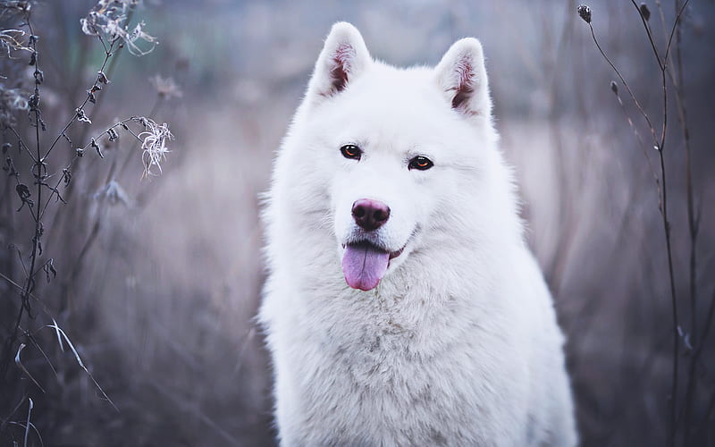 Swiss Shepherd, bokeh, cute animals, white dog, pets, dogs, Berger Blanc Suisse, winter, White Shepherd Dog, White Swiss Shepherd, HD wallpaper