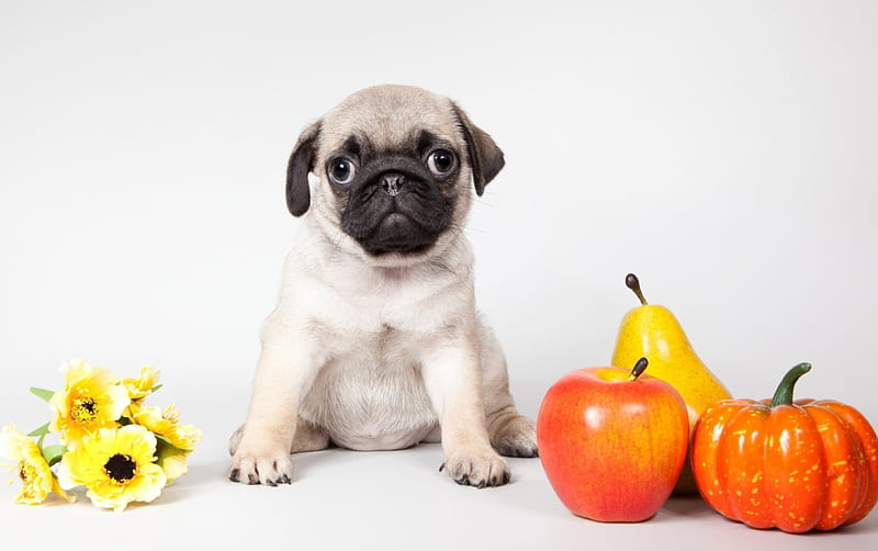 Cute puppy, apple, autumn, pear, squash, animal, fruit, flower, pug, puppy, dog, HD wallpaper